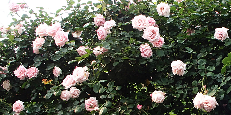 バラのある暮らし 田部井造園